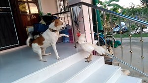 rooster and dog fighting | Animals TV