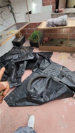¡YA EMPEZARON APONE HUEVOS LAS CODORNICES!. Y YA EMPEZARON A NACER LOS PERIQUITOS