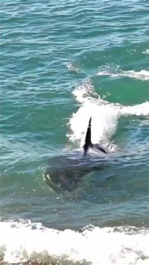 The Scariest Smart Animal Isn’t a Shark… It’s The Orca