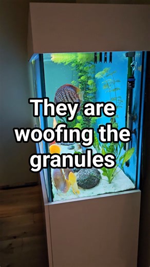 Get the food right for your discus