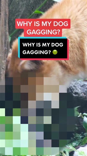 Understanding Why Your Dog Is Gagging