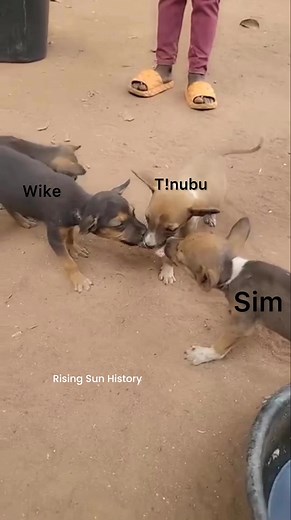 If them explain Nigeria 🇳🇬 give you and you understand am, that’s means them no explain am well | Rising Sun History