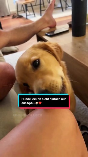 Abonnier mich für mehr spannende Hundevideos! 🐕 Hunde lecken nicht einfach nur aus Spaß 🐶❤️ Sie zeigen Liebe, sammeln Infos und spüren deine Gefühle. Wusstest du das? 😳👇 Folge mir für mehr spannende Hundefakten! #hund