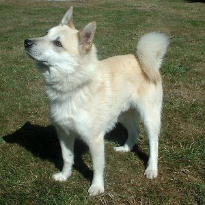 Norwegian Buhund - Alchetron, The Free Social Encyclopedia