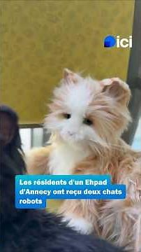 🐱 These robot cats soothe residents of a nursing home... and the results are surprising