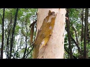 Eucalyptus Tree from Australia. ( Eucalyptus camaldulensis)..aka River Red Gum
