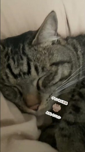 ルイ様 お眠り中 #cat #猫のいる暮らし #睡眠 #就寝 #キジトラ #かぎしっぽ