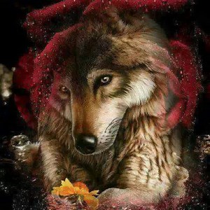 A lot of wolf faces - enjoy it | Wolves and wolfpuppys