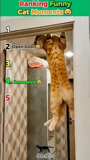 funny cat videos #ranking #cat #funny #viralcats