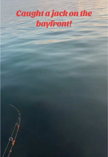 Catch Jack Crevalle on the Bayfront: Live Fishing Highlights