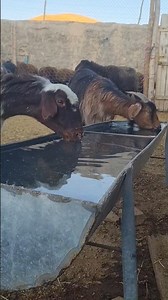 Village Life In IRAN: Hungry Sheep Waiting for Fresh Grass & Drinking Water 🐑💧