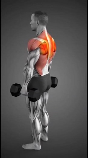 Dumbbell Shrugs 3D Animation – Traps in Action | Muscle Motion