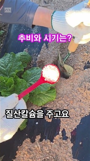 김장배추 추비와 시기는? #추비비료와시기는