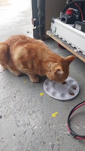 TREATING THE STUDIO KITTIES ,BEEN WORKING REAL HARD SORTING OUT MYMENTAL HEALTH ,CHEAPWR THAN A SHRINK ,ALWAYS NEW DOORS OPENING ,WERE EVER YOU LAND ,ITS ALL ABOUT MIND SET ,STAY AWAY FROM DRONGOS ,LIKE BRIAN TAMAKI ,NO KITTY CAN FIX HIS FUCKED IDEAOLOGIES ,THISE SIKHS NEED TO GIVE THE DICK HEAD A GOOD OLD FASHIONED JANDAL WORKOUT ,kind regards wayneholmesart | Wayne Holmes