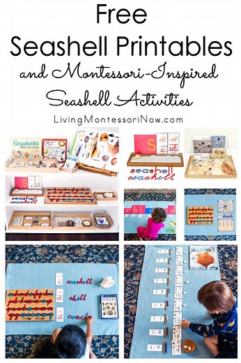 Free Seashell Printables and Montessori-Inspired Seashell Activities - Living Montessori Now