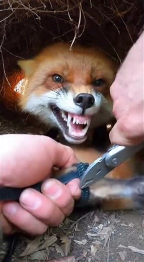 Hands Prying Zip-Tie in a Tight Forest Den Close