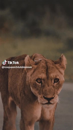 AlphaVortex11 (@alpha.vortex.eleven)’s videos with original sound - AlphaVortex11