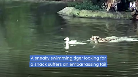 Sneaky swimming tiger tries to snack on duck