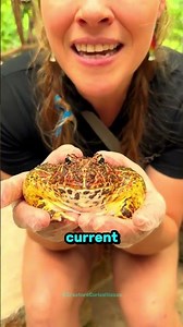 Pacman Frog Bites Finger!!