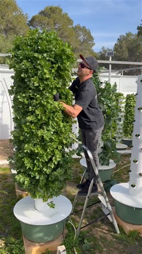 High-density celery cultivation on aeroponic towers allows you to grow up to 4× more celery than traditional field farming. Compact, early-maturing varieties perform best on the towers, making them well adapted for vertical farming. #celery #farming #agriculture #gardening #horticulture | Agrotonomy Tower Farms