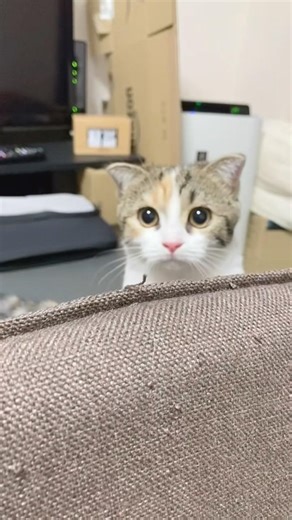 顔が1回目と2回目で全然違う猫のうめちゃん