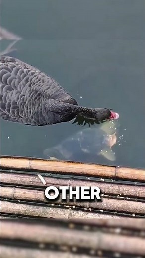 The Black Swan Who Adopted Fish as Her Pets 🦢🐟 Noah’s Unusual Friendship