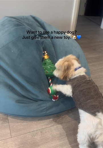 Now he forgets about life 😂 #lhasapoo #dogoftiktok #funnydogvideos #whynotviral