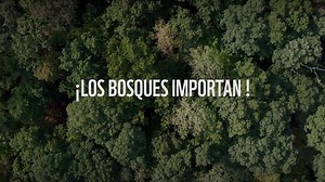 Los bosques colombianos, grandes ecosistemas que estan en peligro necesitan tu ayuda. Más de 105.000 hectáreas de bosques, manglares y pastos se perdieron en incendios durante el 2019. Firma para proteger la casa que habitamos. | WWF Colombia