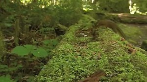 28 World Animal Adventure 2009 DVD (Speed Up 4x)