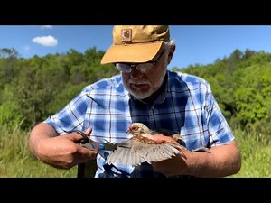 The Best Way To Clip Wing Feathers Of Your Chicks | Grooming Time On The Homestead