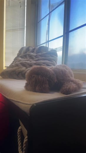 Coco_Mia (@cocoa_mia_toypoodle)’s videos with Tiki Tiki - LOS ROMANTIBIGFLOW