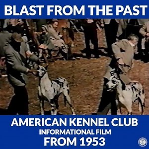60K views · 298 reactions | Our offices look a bit different nowadays. | American Kennel Club | Facebook