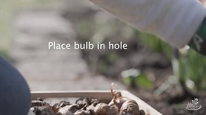 VAN ZYVERDEN Gladiolus Acidanthera Bulbs (Set of 12) 83153