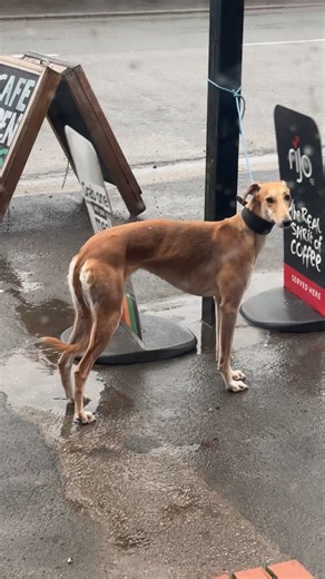 The Amazing Saluki: Best Dog Ever!