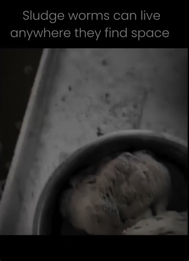 Understanding the Resilient Tubifex Worm