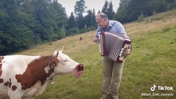 Talking Cow Videos Compilation