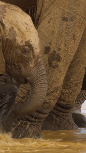 This elephant calf is still learning how to use their trunk. 🥹 | Nature | PBS