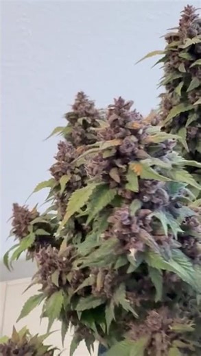 🥊 Banana Purple Punch Auto RF3 by ‪@FastBudsGenetics‬ #cannabiscommunity #cannabiscontent