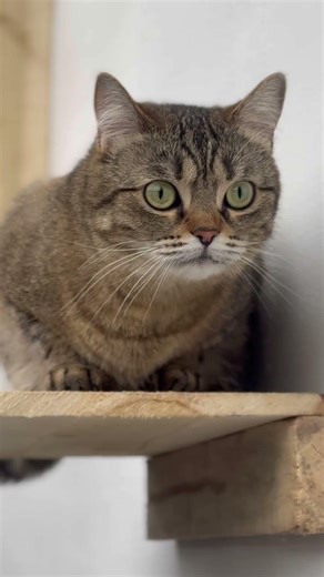 #foryou #youtubeshorts #mabelthecat #viralshort #lifeisbutadream #haveitoldyoulatelythatiloveyou