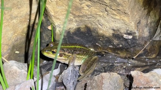 Tonight we met some very special friends - Growling Grass Frogs! Growling Grass Frogs are nationally listed as Vulnerable in Australia and there is lots of conservation work underway to try and help them out. We were lucky to meet them and record their growl for FrogID tonight! | Stickyfrogs