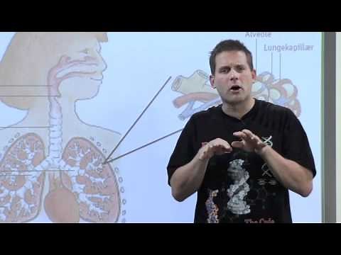 Biologi C - Fysiologi - Iltoptagelse i lungerne