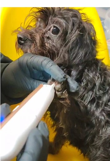 ペットトリマーでワンちゃんの肉球ケアしたら綺麗になりスンギ!!#ペット#ペットトリマー#犬#たけしの珍道中#イズニート