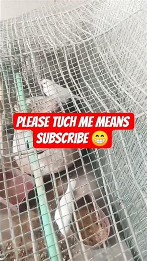 White ❤️Java Finch 🐦 Pairs Singing I Java Birds Colony I #shorts