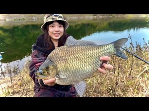 All the crucian carp we caught were huge! Bottom fishing with double gluten in a dam lake deep in...