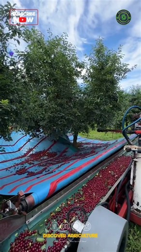 Embark on a sweet adventure as we dive into the world of cherry harvesting! 🍒 Did you know that cherries are naturally contain antioxidants and anti-inflammatory properties? By picking cherries at their peak ripeness, we ensure optimal flavor and nutritional benefits. From tart to sweet varieties, each cherry tells a unique story of growth and care. Follow along as we celebrate the artistry of sustainable agriculture and honor the hardworking farmers who bring these vibrant fruits from tree to 