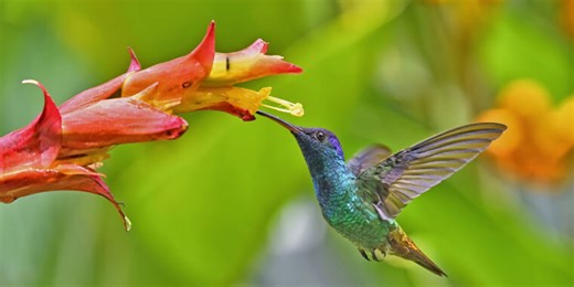 Hummingbirds thrive on an extreme lifestyle. Here’s how.