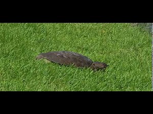 Florida softshell turtle running fast across a sidewalk