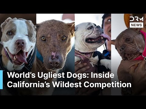 WATCH: World’s Ugliest Dog Contest 2025: Inside California’s Quirkiest Dog Competition | AQ1B