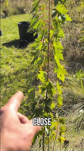 Backyard Orchard Design: Planting Fruit Trees for Snacks!