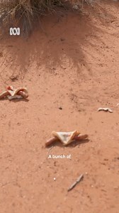 Award winning filmmaker, Kaytetye man, Warwick Thornton demonstrates how his passion for photography gives him an instant creative outlet between his work as a director, writer and cinematographer. | ABC Indigenous